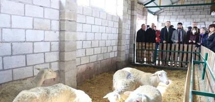 Շիրակի մարզում տոհմային ոչխարաբուծության նոր կենտրոն է բացվել