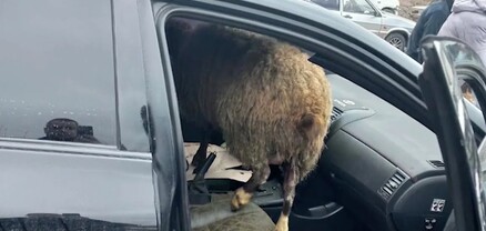 Ի՞նչ են արել ոստիկանությունում հայտնված ոչխարի հետ