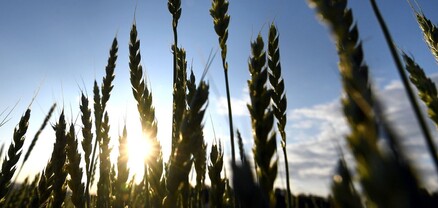 Ղազախստանը սահմանափակել է ցորենի և ալյուրի արտահանումը