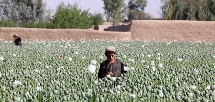 Թալիբներն Աֆղանստանում արգելել են ափիոնի կակաչի աճեցումը