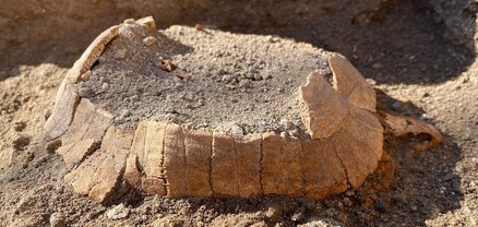 Հնագետները Պոմպեյում պեղումների ժամանակ հնագույն կրիա են հայտնաբերել և նրա ձուն