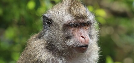Տանզանիայում կապիկների ոհմակը նորածին երեխա է առևանգել