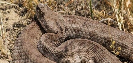 Փրկարարները հայտնաբերել են գյուրզա տեսակի օձ