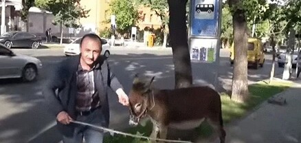 Փաշինյանի հետևից էշով գնացած Սևադան կալանավորվել է