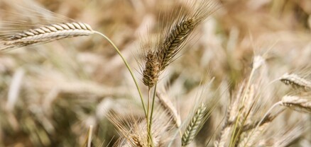 Եգիպտոսը խզել է 240 հազար տոննա ուկրաինական ցորենի գնման պայմանագիրը