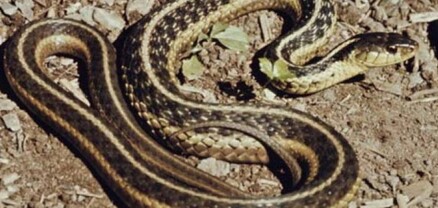 ՀՀ տարբեր տարածքներում նկատված օձերի վերաբերյալ 7 ահազանգ է ստացվել