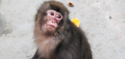 ԱՀԿ-ի ղեկավարը կապիկի ծաղիկի բռնկումը արտակարգ իրավիճակ է հայտարարել