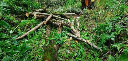 Ծառերն ապօրինի հատել էր անտառապահը. ոստիկանության բացահայտումը