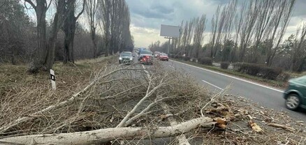 Երևան-Սևան ավտոճանապարհին ծառը տապալվել է՝ վնասելով երկու ավտոմեքենա