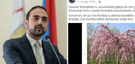 Ծառերը հատելու ու սակուրաներ տնկելու որոշումը անձամբ Ավինյանինն է․ գիտնականներին ներգրավել են ավելի ուշ