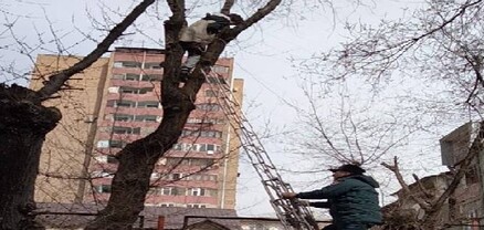 Երեխան բարձրացել է ծառը և չի կարողացել ինքնուրույն իջնել. օգնության են հասել փրկարարները