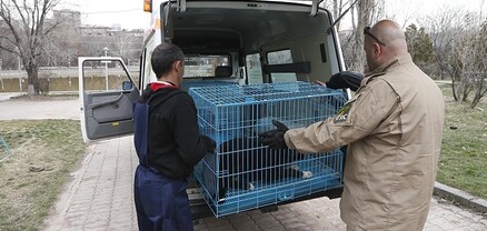 «Թափառող կենդանիների վնասազերծման կենտրոն» ՊՈԱԿ-ի աշխատակիցները հրել ու հայհոյել են. կինը դիմելու է դատարան
