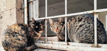 Երևանում կատուների նկատմամբ դաժան վերաբերմունքի դեպքերի մասին տվյալները դարձվել են քննության առարկա