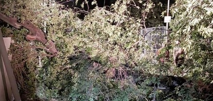 Երևանի Թաիրովի փողոցում ծառը կոտրվել, ընկել է ճանապարհի երթևեկելի հատված