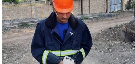 Արփի գյուղում արագիլի ձագը վայր է ընկել բնից