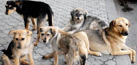 Գյումրիում մոտ մեկ ամիս է՝ շների ստերջացում է իրականացվում, բայց դրանից թափառող շների թիվը չի նվազում