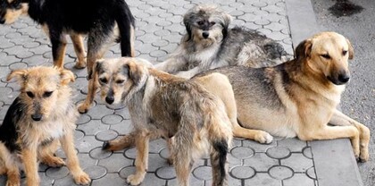 Միայն այս ամիս «Մուրացան» հիվանդանոց է տեղափոխվել 32 երեխա` շան կծածով
