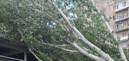 Երևանում ծառը քամուց կոտրվել և ընկել է ավտոտնակի վրա