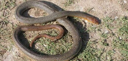 18 ահազանգ հանրապետության տարբեր տարածքներում նկատված օձերի վերաբերյալ