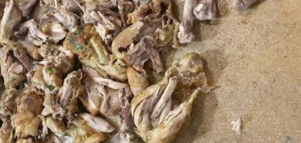 «Արմավիր» ՔԿՀ բերած տապակած հավի ոսկորների մեջ թմրամիջոցի նմանվող զանգված է հայտնաբերվել