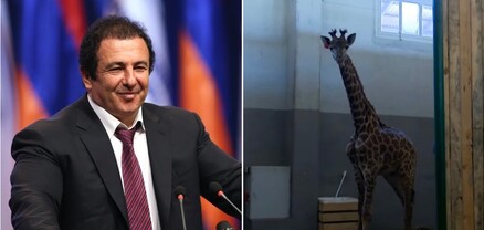 Կորել է Գագիկ Ծառուկյանի ընձուղտը