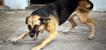 Թափառող շունը հարձակվել է 76-ամյա կնոջ վրա. կինը հանկարծամահ է եղել. shamshyan.com