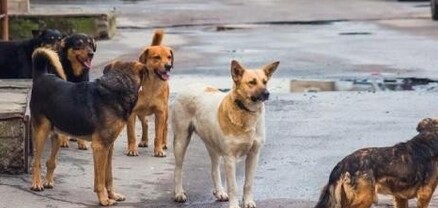 Թափառող շների՝ մարդկանց վրա հարձակման առնչությամբ ՄԻՊ-ը նախաձեռնել է ուսումնասիրության ընթացակարգ