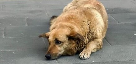 Երևանի փողոցներից հավաքվել է 47 կենդանու դի