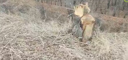 Չարենցավան-Երևան  ճանապարհի եզրին մի քանի տասնյակ առողջ ծառեր են հատվել