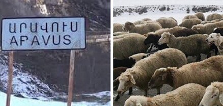 17-ամյա տղան ոչխարներին արածեցնելու է տարել, ադրբեջանցիները գողացել են․ մանրամասներ՝ Արավուսից
