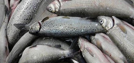 Թունավոր ձկներ շուկայում չեն հայտնվել․ կամ ոչնչացվել են, կամ՝ բուժվել․ ՍԱՏՄ