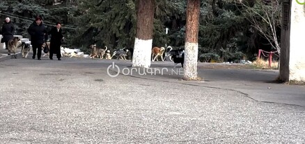 Գյումրիում անտանելի է. շների ոհմակը հարձակվել է մարդկանց վրա. բացառիկ տեսանյութ