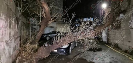 Երևանում հսկայական ծառը արմատից պոկվել ու տապալվել է․ shamshyan.com