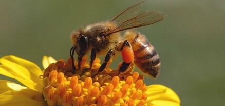 Իրանում մեծացրել են մեղրի արտահանման ծավալները 
