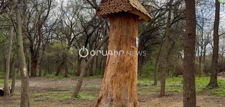 Աղմկահարույց ու ծիծաղելի ծառ՝ Բուսաբանական այգում