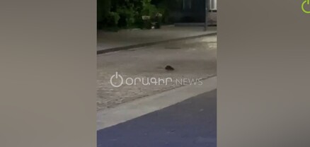 Հսկայական առնետ՝ Գյումրու կենտրոնում