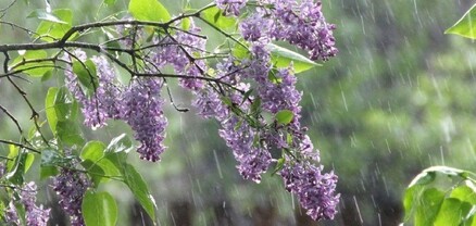 ՀՀ-ում ժամանակ առ ժամանակ սպասվում են անձրև և ամպրոպ, առանձին հատվածներում՝ ինտենսիվ