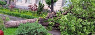 Երևանում կենսունակությունը կորցրած շուրջ 20 ծառ է տապալվել