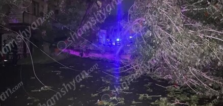 Երևանում հսկայական ծառը արմատից պոկվել ու ընկել է՝ կոտրելով արտաքին լուսավորման սյունը. shamshyan.com