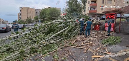 Երևանում հսկայական բարդին արմատից պոկվել ու տապալվել է. վնասվել է ավտոմեքենա. shamshyan.com