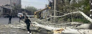 Երևանում վերջին 6 ամսում տապալվել է ավելի քան 100 ծառ. քաղաքապետարան