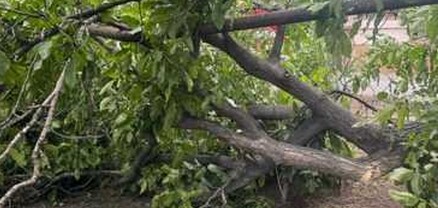 Երևանում քամուց ծառը կոտրվել և ընկել է 77-ամյա քաղաքացու վրա. նա հոսպիտալացվել է