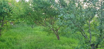 Փաշինյանը այցելել է Իջևանի հայրական տուն և ներկայացրել տնամերձների տնտեսականացման ծրագիրը