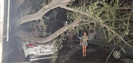 Հերթական արտակարգ դեպքը՝ Երևանում. հսկայական ծառը արմատախիլ է եղել ու ընկնել մեքենաների վրա. shamshyan.com