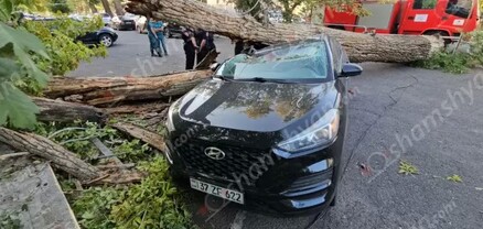 Երևանում՝ Քուվեյթի դեսպանատան մոտ, հաստաբուն ծառը տապալվել ու ընկել է Hyundai-ի վրա. shamshyan.com