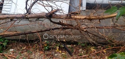 Ակադեմիայի բակում ծառը կոտրվել և ընկել է. տեսանյութ