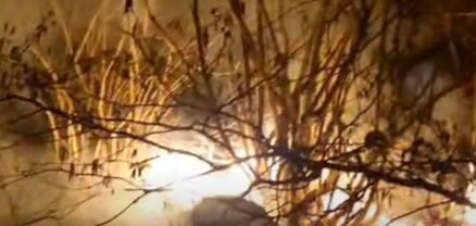 Կանխվել է հրդեհի տարածումը դեպի անտառային հատված