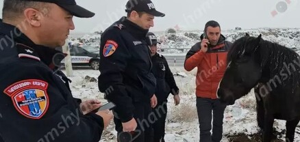 Անօգնական ու վիրավոր ձիու տերը, ով գտնվում էր ՌԴ-ում, օդանավակայանից անմիջապես եկել է ձիու մոտ․ shamshyan.com