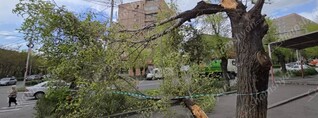 Աջափնյակում ծառն ընկել է մայթին. shamshyan.com