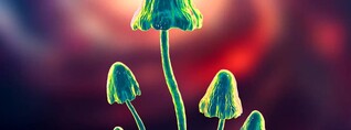 Գիտնականները զգուշացնում են՝ մահացու Aspergillus սունկը արագորեն տարածվում է. The Independent 